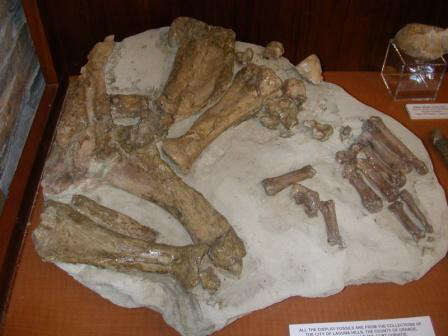 Arm Bones of Fossil Tuskless Walrus